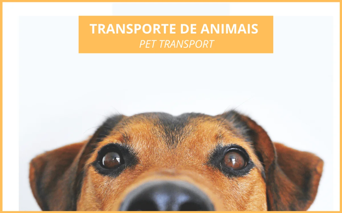 Transporte de Animais Vivos 