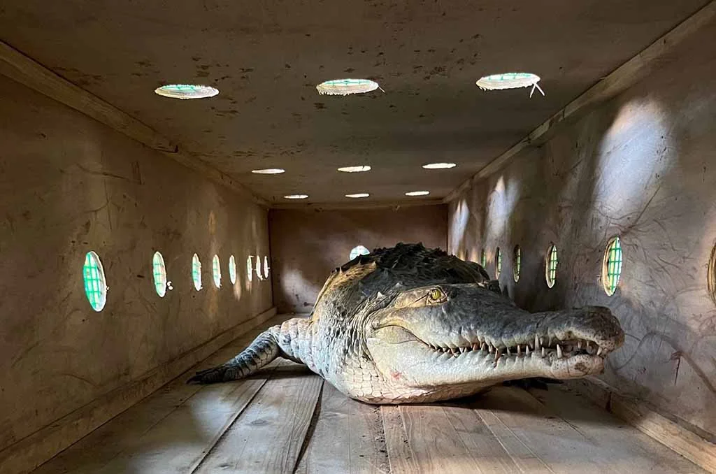 AASMVAZ coordena envio de crocodilos